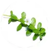 Fresh Bacopa Monnieri plant leaves