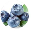Freshly picked blueberries